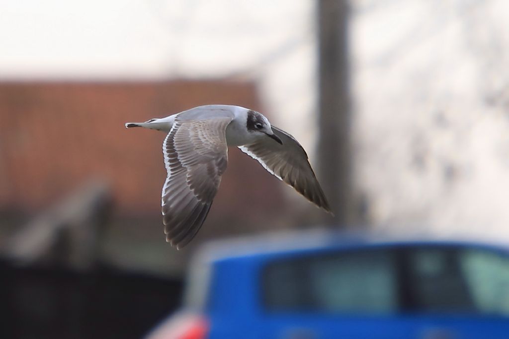 Gabbiano di Franklin  (Leucophaeus pipixcan)